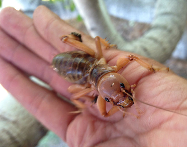 Jerusalem Cricket